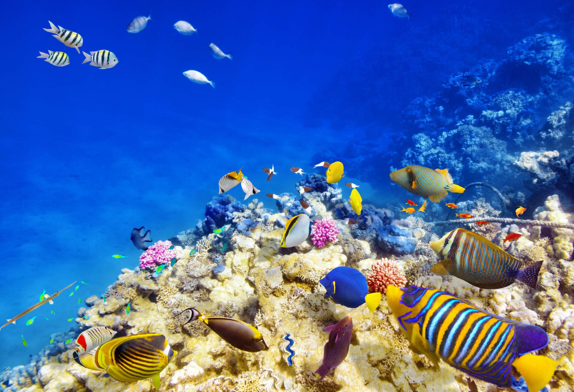 Wonderful and beautiful underwater world with corals and tropical fish.; Shutterstock ID 267592151