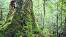 Directorio de hoteles en Yakushima