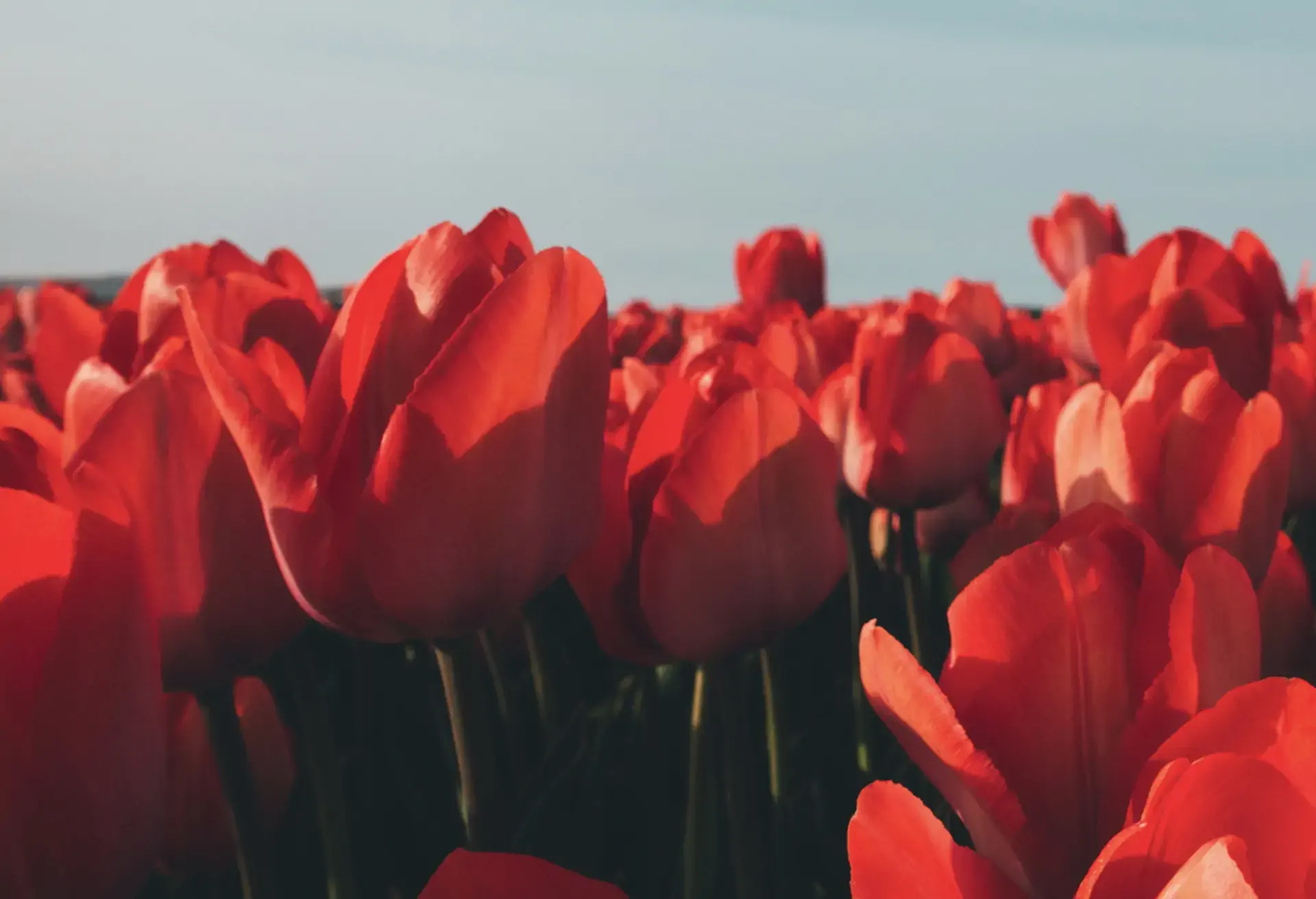 tulipanes ekards