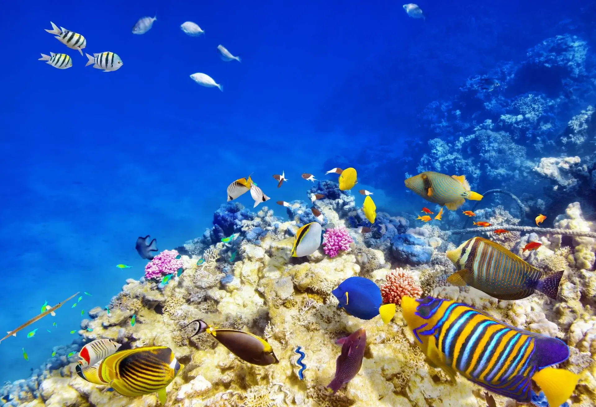 Wonderful and beautiful underwater world with corals and tropical fish.; Shutterstock ID 267592151